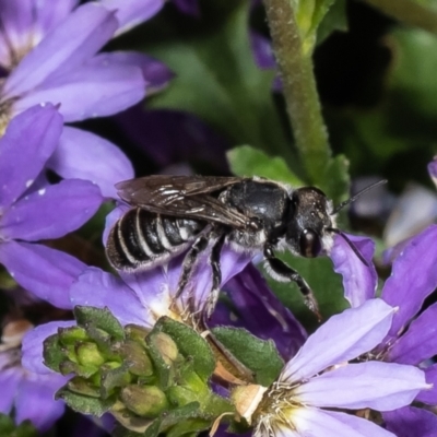 Megachile sp. (several subgenera) (Resin Bees) at Bywong, NSW - 28 Jan 2023 by Roger