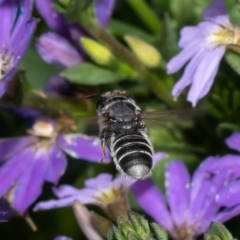 Megachile sp. (several subgenera) at Bywong, NSW - 28 Jan 2023