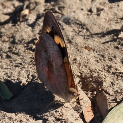Heteronympha merope (Common Brown Butterfly) at Killara, VIC - 28 Jan 2023 by KylieWaldon