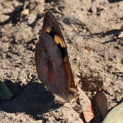 Heteronympha merope (Common Brown Butterfly) at Killara, VIC - 27 Jan 2023 by KylieWaldon