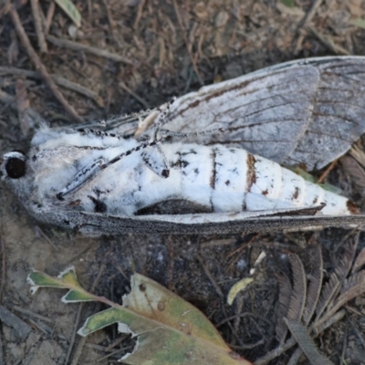 Unidentified Moth (Lepidoptera) at Killara, VIC - 27 Jan 2023 by KylieWaldon