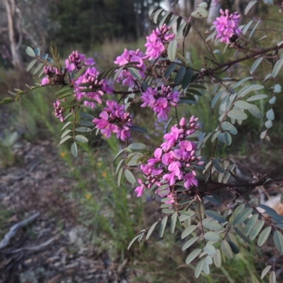 Indigofera australis subsp. australis (Australian Indigo) at Theodore, ACT - 15 Oct 2022 by MichaelBedingfield
