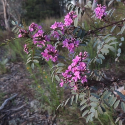 Indigofera australis subsp. australis (Australian Indigo) at Theodore, ACT - 15 Oct 2022 by michaelb