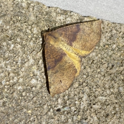 Mnesampela privata (Autumn Gum Moth) at Numeralla, NSW - 28 Jan 2023 by Steve_Bok