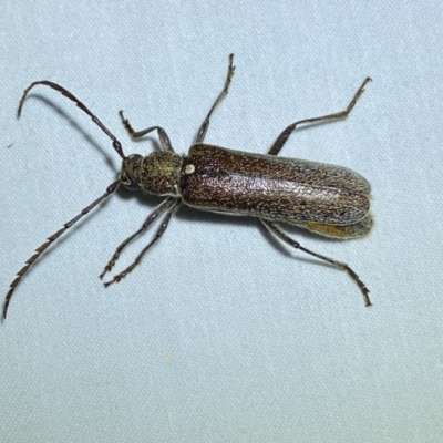 Piesarthrius laminosus (A longhorn beetle) at suppressed - 28 Jan 2023 by SteveBorkowskis