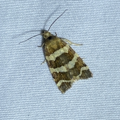 Subfurcatana subfurcatana (A Tortricid moth) at Numeralla, NSW - 28 Jan 2023 by Steve_Bok