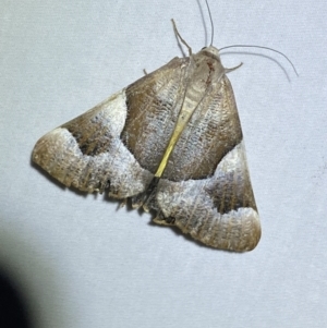 Niceteria macrocosma at Numeralla, NSW - 29 Jan 2023