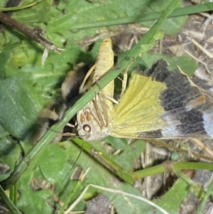 Niceteria macrocosma at Numeralla, NSW - 29 Jan 2023