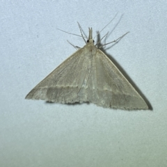 Epidesmia perfabricata (Grey Epidesmia) at Numeralla, NSW - 28 Jan 2023 by Steve_Bok