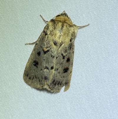 Proteuxoa sanguinipuncta (Blood-spotted Noctuid) at Numeralla, NSW - 28 Jan 2023 by Steve_Bok