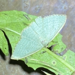 Poecilasthena balioloma (Stitched Delicate) at Numeralla, NSW - 28 Jan 2023 by Steve_Bok