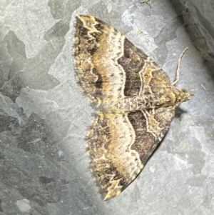 Epyaxa subidaria at Numeralla, NSW - 28 Jan 2023