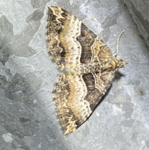 Epyaxa subidaria at Numeralla, NSW - 28 Jan 2023