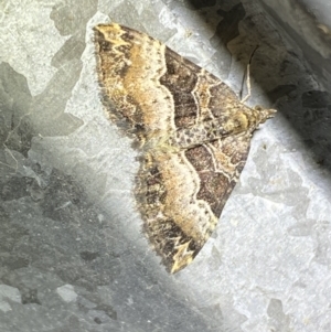 Epyaxa subidaria at Numeralla, NSW - 28 Jan 2023