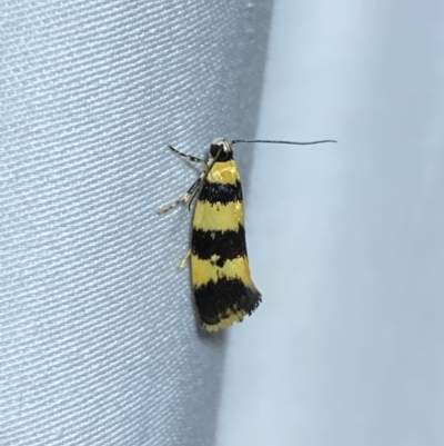 Telecrates melanochrysa (Telecrates melanochrysa) at Numeralla, NSW - 28 Jan 2023 by SteveBorkowskis