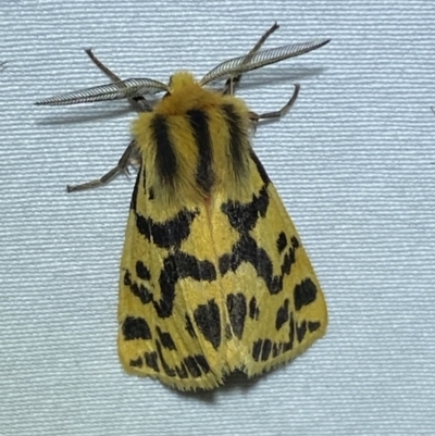 Ardices curvata (Crimson Tiger Moth) at Numeralla, NSW - 28 Jan 2023 by Steve_Bok