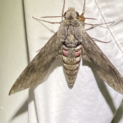 Agrius convolvuli (Convolvulus Hawk Moth) at Numeralla, NSW - 28 Jan 2023 by SteveBorkowskis