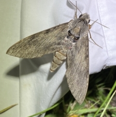 Agrius convolvuli at Numeralla, NSW - suppressed