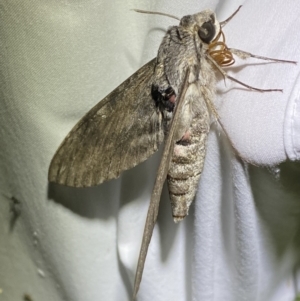 Agrius convolvuli at Numeralla, NSW - suppressed