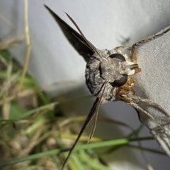 Agrius convolvuli at Numeralla, NSW - suppressed