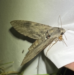 Agrius convolvuli at Numeralla, NSW - suppressed