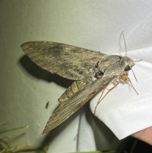 Agrius convolvuli at Numeralla, NSW - 28 Jan 2023