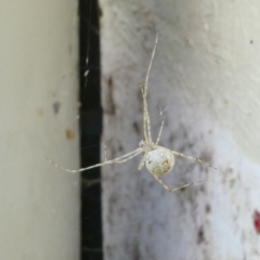 Cryptachaea gigantipes (White porch spider) at Belconnen, ACT - 28 Jan 2023 by JohnGiacon