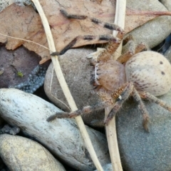 Neosparassus sp. (genus) (Unidentified Badge huntsman) at Flea Bog Flat to Emu Creek Corridor - 28 Jan 2023 by jgiacon