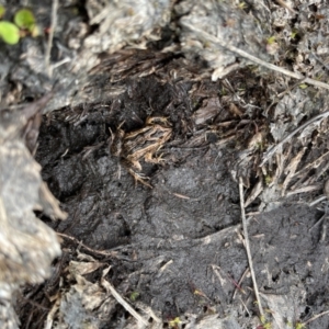 Crinia signifera at Cotter River, ACT - suppressed