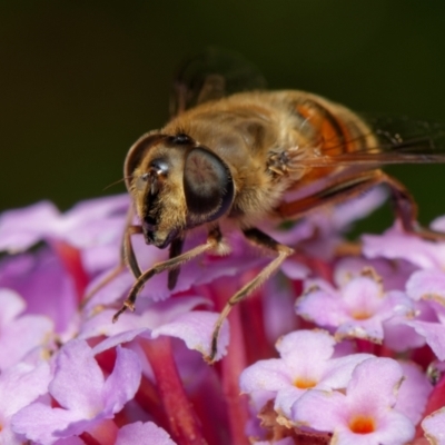 Eristalis tenax (Drone fly) at Downer, ACT - 29 Jan 2023 by RobertD