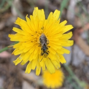 Lasioglossum (Chilalictus) sp. (genus & subgenus) at Campbell, ACT - 20 Jan 2023 12:06 PM