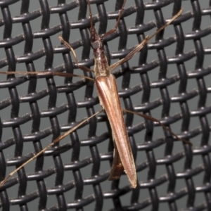 Rhinophthalmus nasutus at Higgins, ACT - 29 Jan 2023