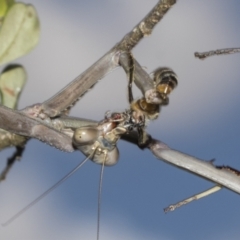 Archimantis sp. (genus) (Large Brown Mantis) at Hawker, ACT - 24 Jan 2023 by AlisonMilton
