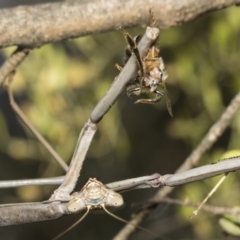 Archimantis sp. (genus) at Hawker, ACT - 25 Jan 2023