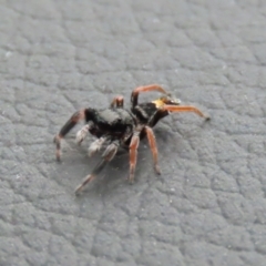 Apricia jovialis (Jovial jumping spider) at Macarthur, ACT - 29 Jan 2023 by RodDeb
