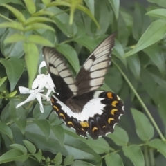 Papilio aegeus at Higgins, ACT - 27 Jan 2023