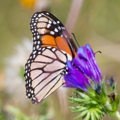 Danaus plexippus (Monarch) at Canyonleigh, NSW - 15 Feb 2022 by NigeHartley