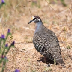 Phaps chalcoptera (Common Bronzewing) at Canyonleigh, NSW - 13 Dec 2022 by NigeHartley
