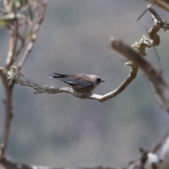 Artamus cyanopterus cyanopterus (Dusky Woodswallow) at Canyonleigh, NSW - 13 Dec 2022 by NigeHartley