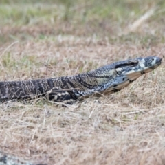 Varanus varius (Lace Monitor) at Canyonleigh, NSW - 13 Dec 2022 by NigeHartley