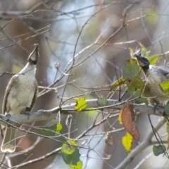 Philemon corniculatus (Noisy Friarbird) at Canyonleigh, NSW - 7 Dec 2022 by NigeHartley