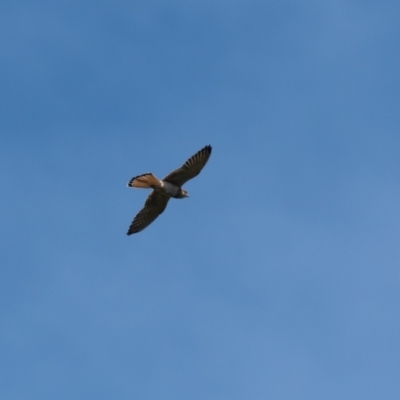 Falco cenchroides (Nankeen Kestrel) at Canyonleigh, NSW - 28 Jan 2023 by NigeHartley