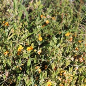 Podolobium alpestre at Cotter River, ACT - 8 Jan 2023 06:49 AM