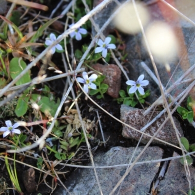 Lobelia pedunculata (Matted Pratia) at Bimberi, NSW - 7 Jan 2023 by Tapirlord