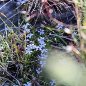 Lobelia pedunculata at Bimberi, NSW - 8 Jan 2023