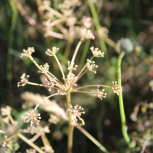 Aciphylla simplicifolia at Bimberi, NSW - 8 Jan 2023 07:01 AM