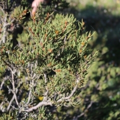 Hakea microcarpa (Small-fruit Hakea) at Cotter River, ACT - 7 Jan 2023 by Tapirlord