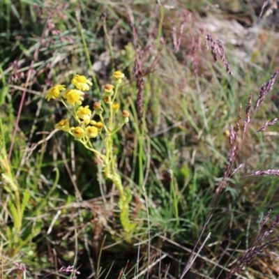 Senecio pinnatifolius var. alpinus at Bimberi Nature Reserve - 7 Jan 2023 by Tapirlord