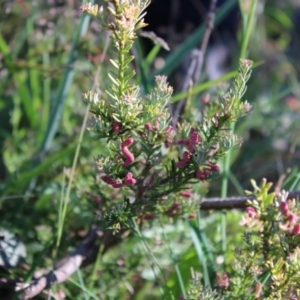 Podocarpus lawrencei at Cotter River, ACT - 8 Jan 2023 07:20 AM