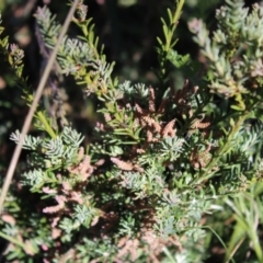 Podocarpus lawrencei at Cotter River, ACT - 8 Jan 2023